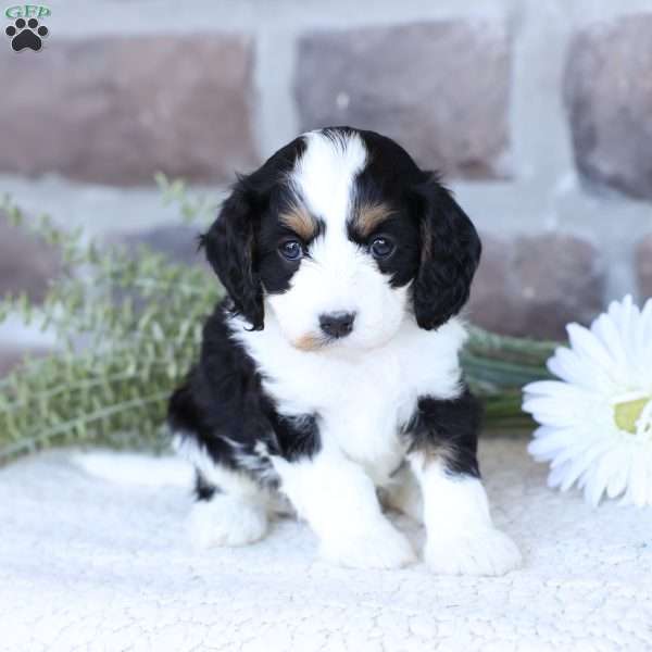 Addie, Cavapoo Puppy